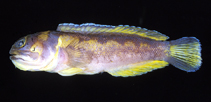 To FishBase images (<i>Opistognathus hopkinsi</i>, by Shao, K.T.)