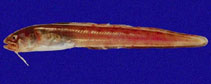 To FishBase images (<i>Ophidion imitator</i>, Panama, by Robertson, R.)