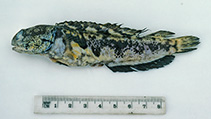 To FishBase images (<i>Opistognathus jacksoniensis</i>, Australia, by Graham, K.)