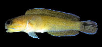 Image of Opistognathus lonchurus (Moustache jawfish)