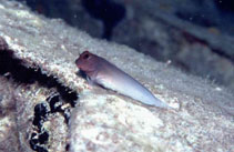 To FishBase images (<i>Ophioblennius macclurei</i>, by Wirtz, P.)