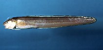 To FishBase images (<i>Ophidion marginatum</i>, by Flescher, D.)