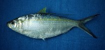 Image of Opisthonema medirastre (Middling thread herring)