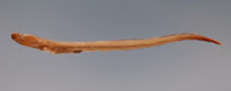 Image of Ophichthus melanoporus (Blackpored eel)