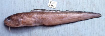 To FishBase images (<i>Ophidion muraenolepis</i>, by Gloerfelt-Tarp, T.)