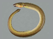 Image of Ophichthus olivaceus (Olivaceous snake eel)
