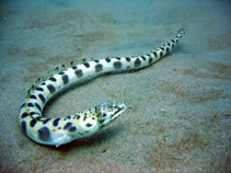Image of Ophichthus ophis (Spotted snake eel)