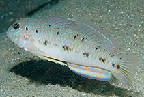 Image of Oplopomus oplopomus (Spinecheek goby)