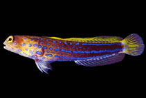 To FishBase images (<i>Opistognathus panamaensis</i>, Panama, by Allen, G.R.)