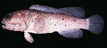 To FishBase images (<i>Opistognathus papuensis</i>, Australia, by Randall, J.E.)