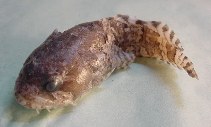 Image of Opsanus phobetron (Scarecrow toadfish)