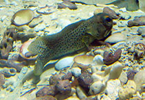 To FishBase images (<i>Opistognathus punctatus</i>, by Tibbatts, B.)