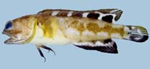 To FishBase images (<i>Opistognathus rosenbergii</i>, Thailand, by Winterbottom, R.)