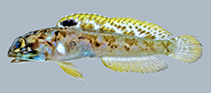 To FishBase images (<i>Opistognathus schrieri</i>, Curaçao I., by Randall, Z.S.)