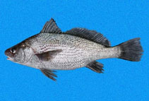 To FishBase images (<i>Ophioscion scierus</i>, Panama, by Robertson, R.)