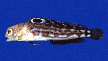 To FishBase images (<i>Opistognathus scops</i>, Panama, by Allen, G.R.)