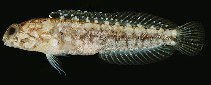 Image of Opistognathus solorensis (Solor jawfish)