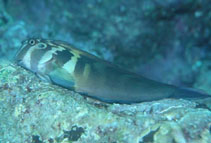 To FishBase images (<i>Ophioblennius steindachneri</i>, Panama, by Allen, G.R.)