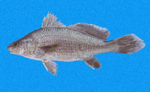 To FishBase images (<i>Ophioscion strabo</i>, Panama, by Robertson, R.)
