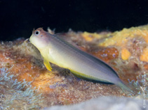To FishBase images (<i>Ophioblennius trinitatis</i>, Brazil, by Bertoncini, A.A.)