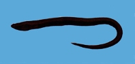 Image of Ophichthus tsuchidae 