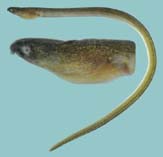 To FishBase images (<i>Ophichthus urolophus</i>, Thailand, by Winterbottom, R.)