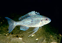 Image of Ophthalmotilapia ventralis 