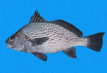 Image of Ophioscion vermicularis (Vermiculated croaker)