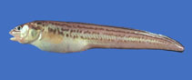 To FishBase images (<i>Ophidion welshi</i>, by NOAA\NMFS\Mississippi Laboratory)