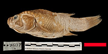 To FishBase images (<i>Orestias albus</i>, Peru, by MNHN)
