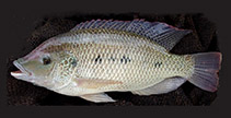 To FishBase images (<i>Oreochromis andersonii</i>, by Panduleni Ndinelago Elago & IFC)