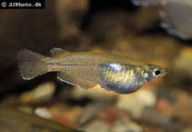 To FishBase images (<i>Oryzias javanicus</i>, by JJPhoto)