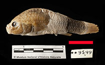 To FishBase images (<i>Orestias jussiei</i>, Peru, by MNHN)
