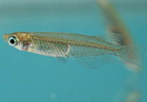 To FishBase images (<i>Oryzias latipes</i>, by Ho, H.-C.)