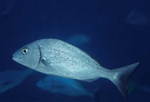 To FishBase images (<i>Orthopristis lethopristis</i>, Galapagos Is., by Allen, G.R.)