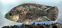 Image of Oreochromis mossambicus (Mozambique tilapia)