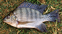 To FishBase images (<i>Oreochromis niloticus niloticus</i>, Tanzania, by Stiassny, M.L.J.)