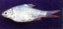 Image of Oreichthys parvus 