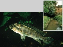 To FishBase images (<i>Orthochromis rugufuensis</i>, Tanzania, by Seegers, L.)