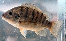 Image of Oreochromis schwebischi 