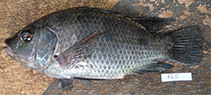 Image of Oreochromis urolepis (Wami tilapia)