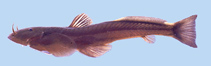 Image of Oreoglanis vicina 