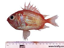 To FishBase images (<i>Ostichthys acanthorhinus</i>, India, by Govinda Rao, V.. & N. Muddula Krishna)