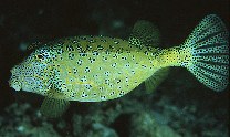 To FishBase images (<i>Ostracion cubicus</i>, Maldives, by Randall, J.E.)