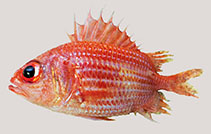 To FishBase images (<i>Ostichthys daniela</i>, Myanmar, by Psomadakis, P.N.)