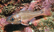 To FishBase images (<i>Apogon doederleini</i>, Hong Kong, by Miko Lui@114°E Hong Kong Reef Fish Survey)