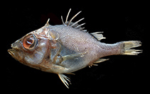 To FishBase images (<i>Ostracoberyx dorygenys</i>, India, by Ramachandran, S.)