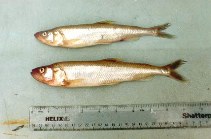 To FishBase images (<i>Osmerus eperlanus</i>, UK, by Meyer, T.)