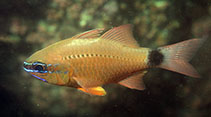 Image of Ostorhinchus fleurieu (Flower cardinalfish)