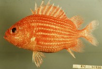 To FishBase images (<i>Ostichthys hypsipterygion</i>, Japan, by Randall, J.E.)